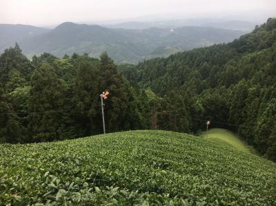 和束でお茶茶茶ライド｜旅ライド倶楽部・関西